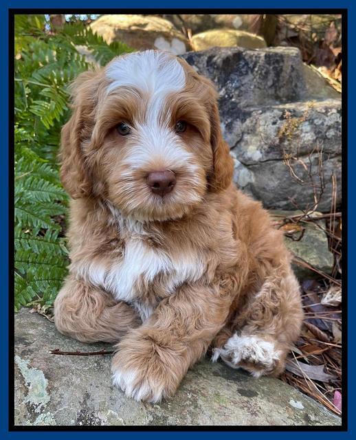 Willow Traveler pups 8 week old 71