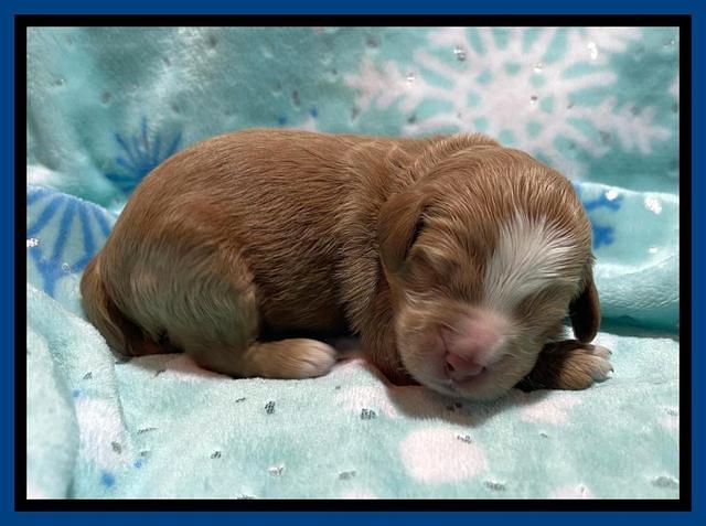 Willow Travler pups 1 week old 11