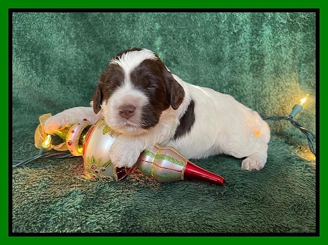 Willow Traveler pups 2 wks old 121