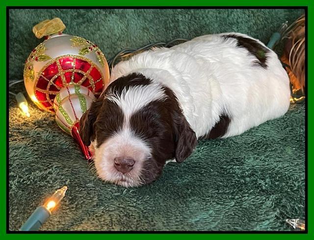 Willow Traveler pups 2 wks old 131