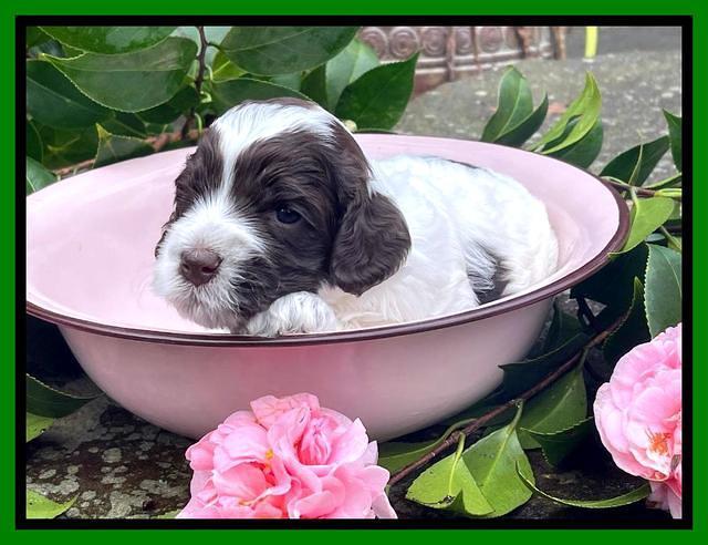 Willow Traveler pups 3 wks old 171