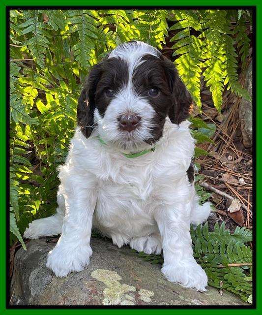 Willow Traveler pups 4 wks old 211