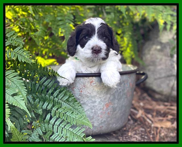 Willow Traveler pups 4 wks old 231