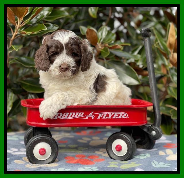 Willow Traveler pups 5 wks old 141