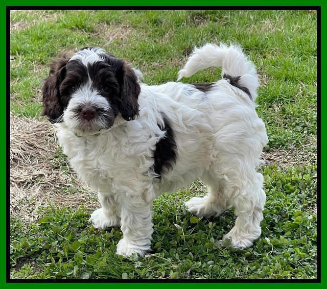 Willow Traveler pups 6 wks old 191