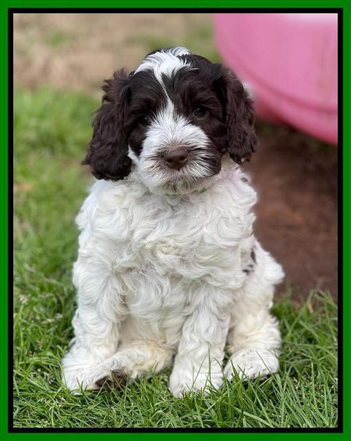 Willow Traveler pups 6 wks old 211