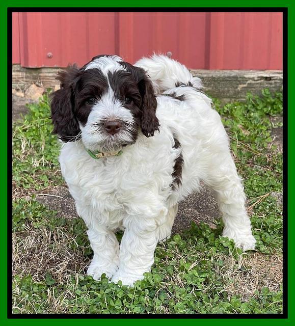 Willow Traveler pups 6 wks old 221