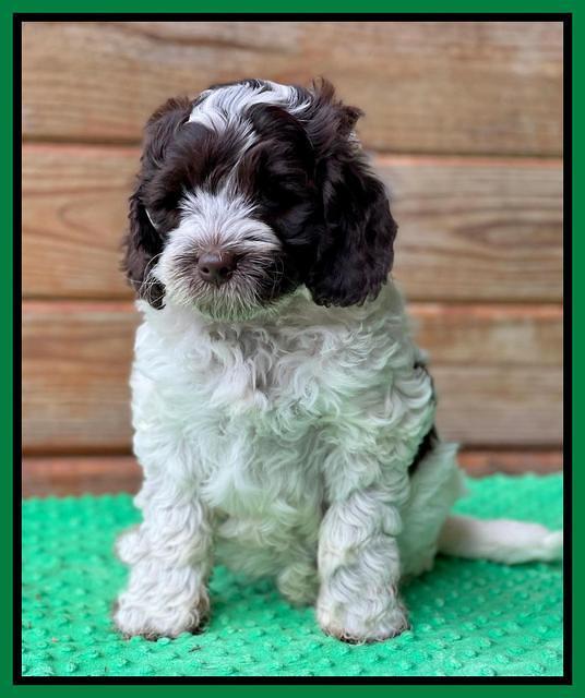 Willow Traveler pups 7 wks old 151