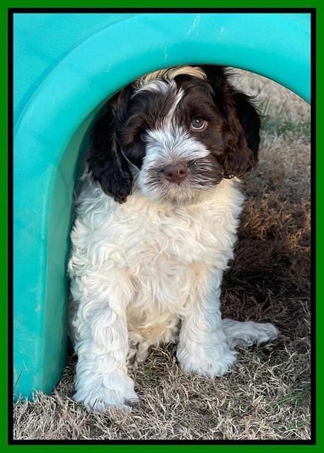 Willow Traveler pups 7 wks old 161