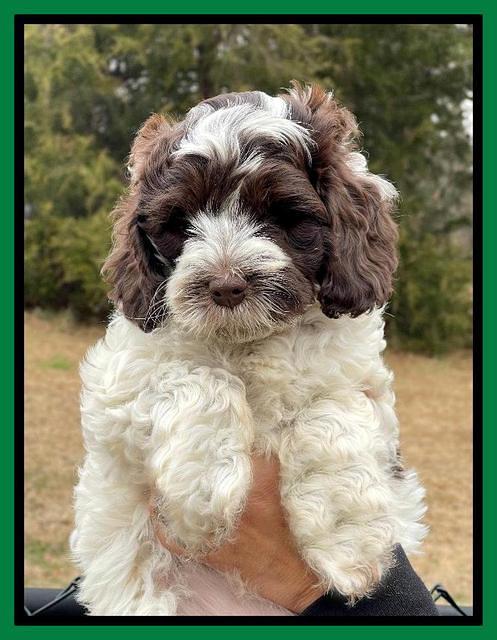 Willow Traveler pups 7 wks old 171