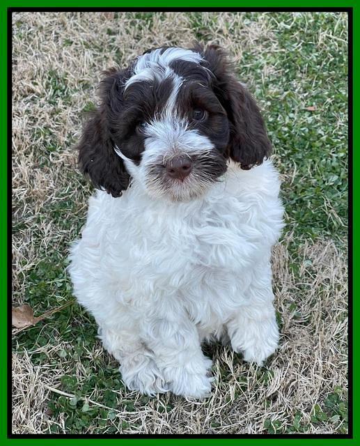 Willow Traveler pups 7 wks old 181