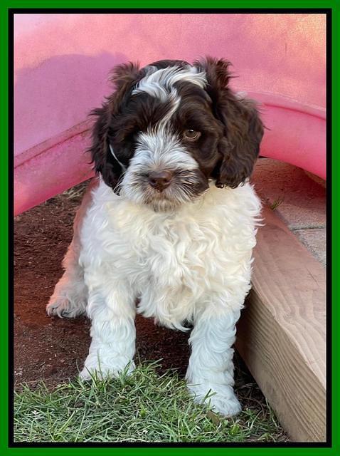 Willow Traveler pups 7 wks old 191