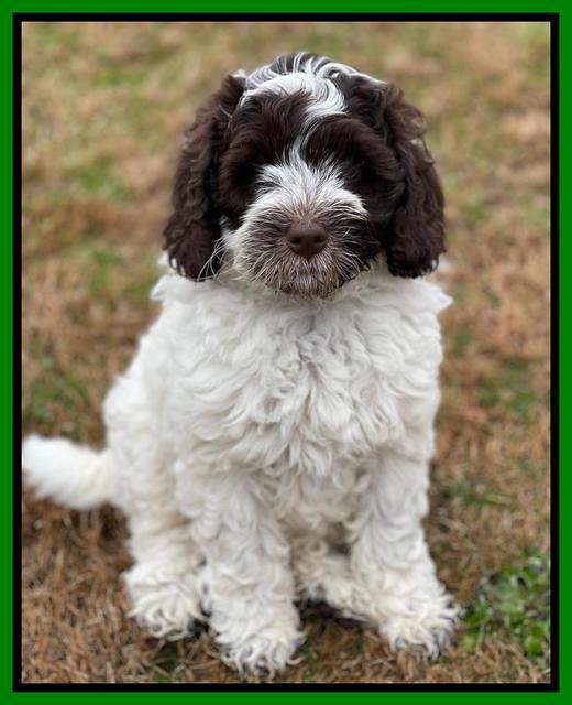 Willow Traveler pups 8 week old 161