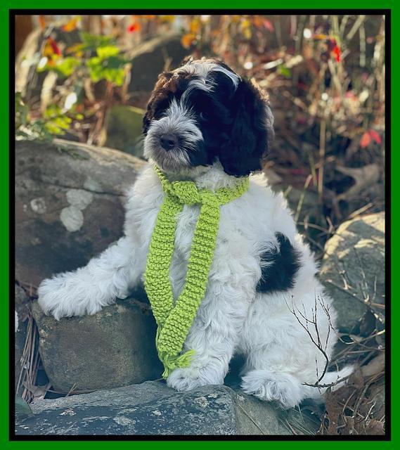 Willow Traveler pups 8 week old 171