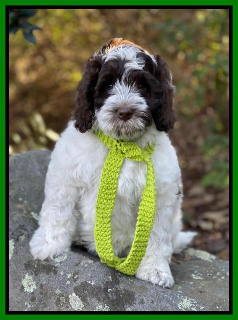 Willow Traveler pups 8 week old 191