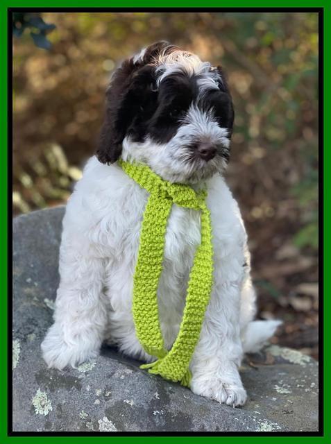 Willow Traveler pups 8 week old 221