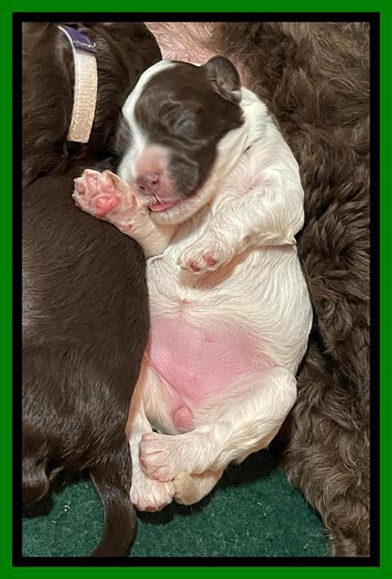 Willow Travler pups 1 week old 51