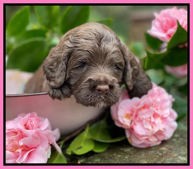 Willow Traveler pups 3 wks old 71