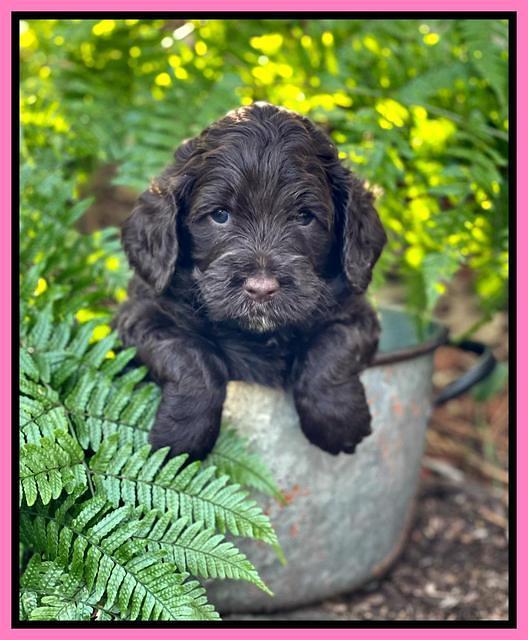 Willow Traveler pups 4 wks old 111
