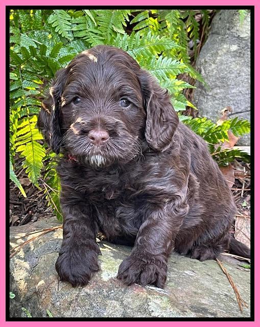 Willow Traveler pups 4 wks old 91
