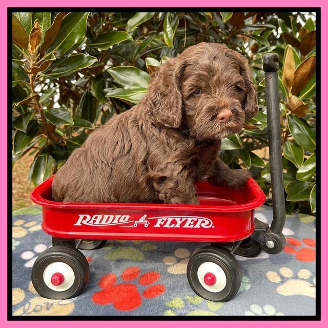 Willow Traveler pups 5 wks old 61