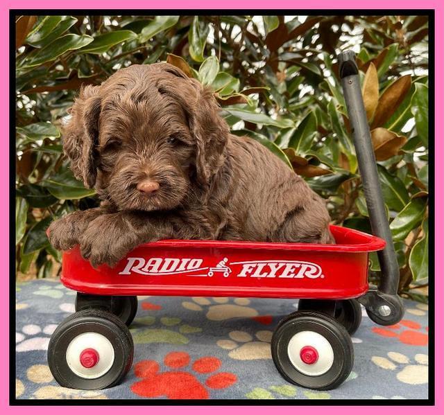 Willow Traveler pups 5 wks old 71