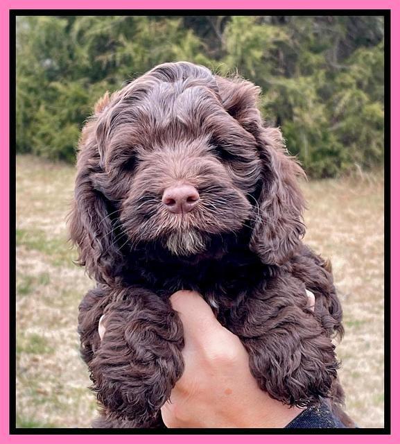 Willow Traveler pups 7 wks old 71