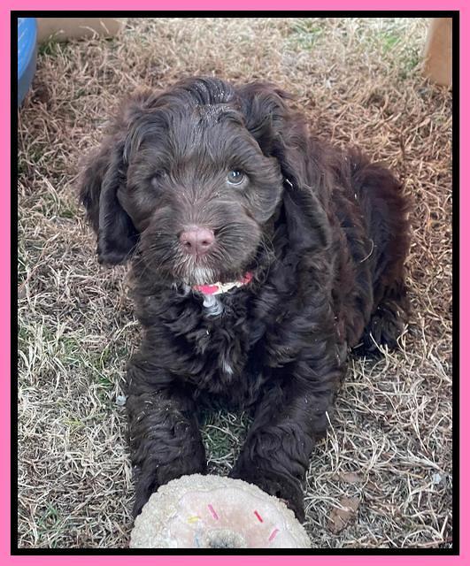Willow Traveler pups 7 wks old 81