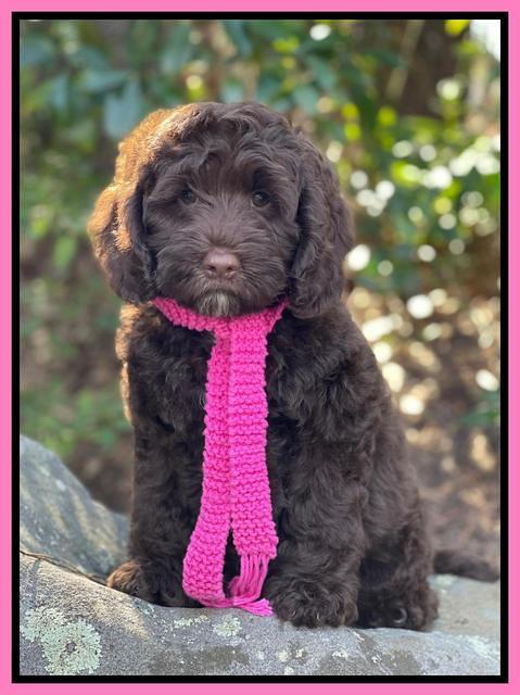 Willow Traveler pups 8 week old 351