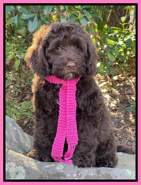 Willow Traveler pups 8 week old 361