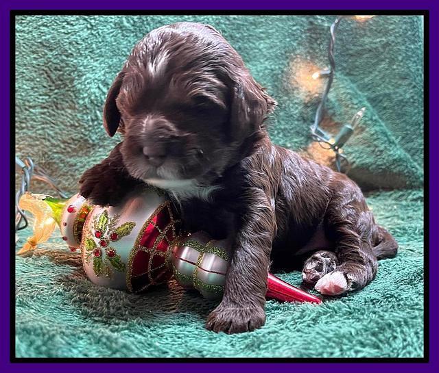 Willow Traveler pups 2 wks old 101