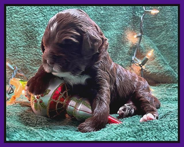 Willow Traveler pups 2 wks old 81