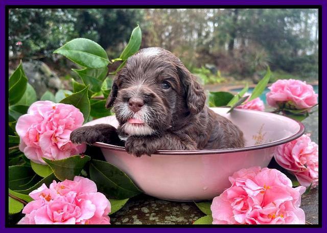 Willow Traveler pups 3 wks old 111