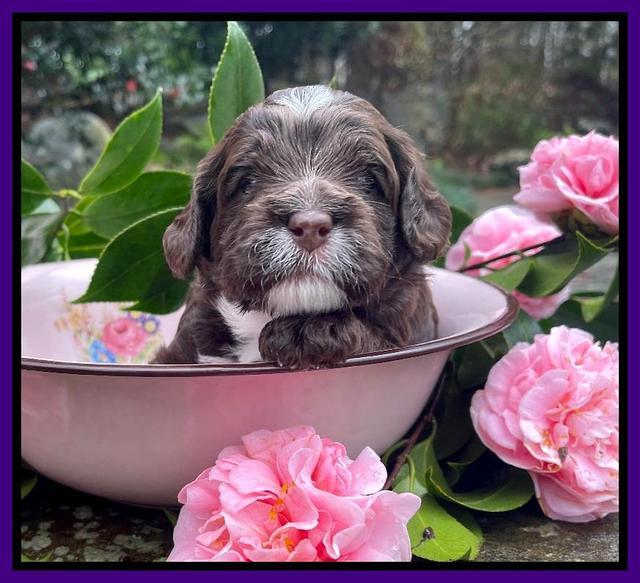 Willow Traveler pups 3 wks old 121