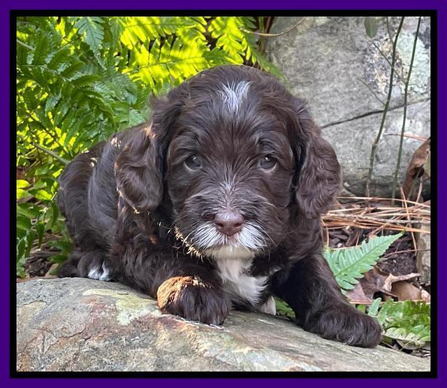 Willow Traveler pups 4 wks old 151