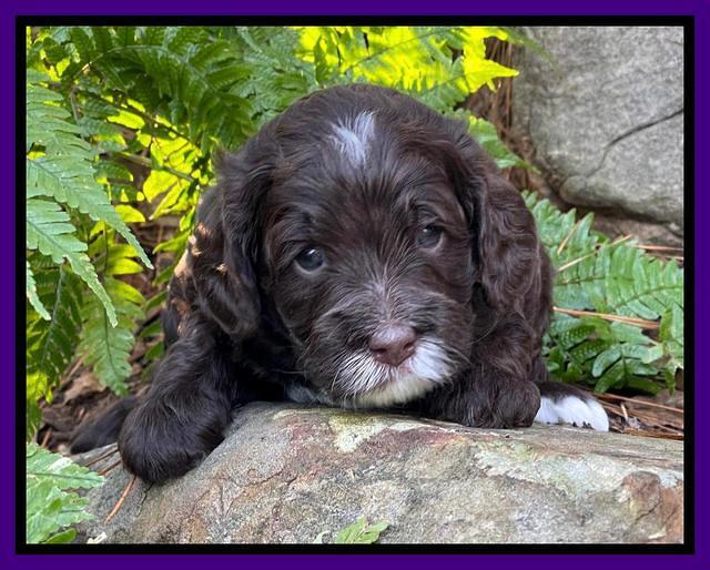 Willow Traveler pups 4 wks old 181