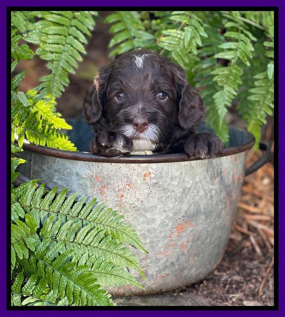 Willow Traveler pups 4 wks old 191
