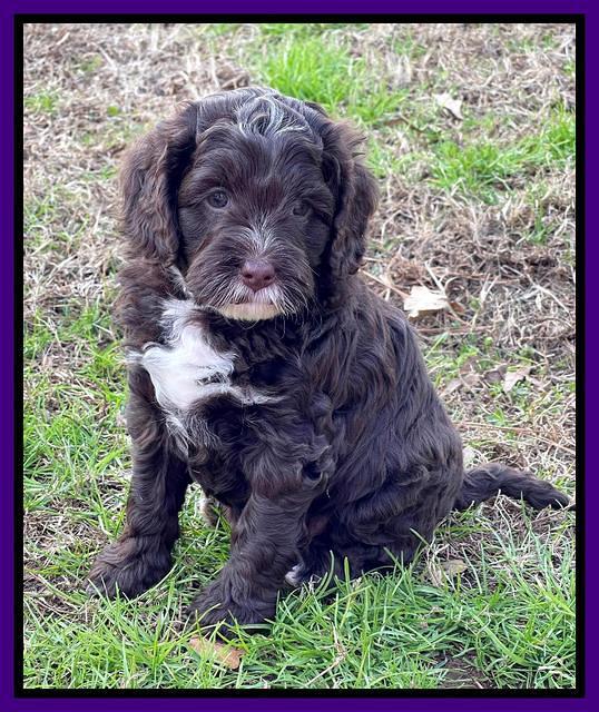 Willow Traveler pups 6 wks old 161