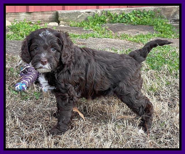 Willow Traveler pups 6 wks old 171