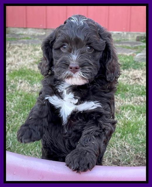 Willow Traveler pups 7 wks old 101