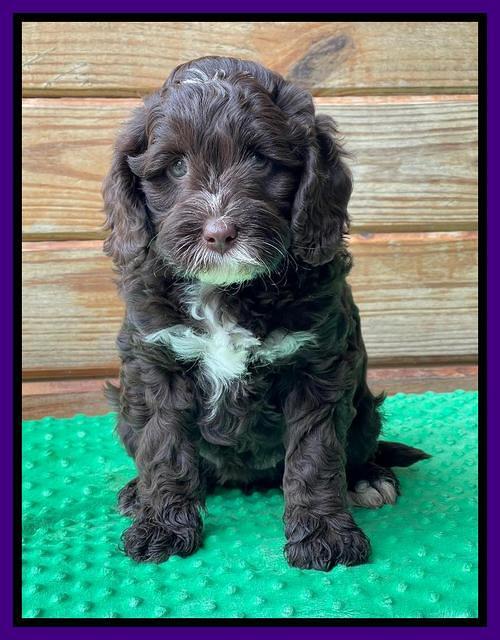 Willow Traveler pups 7 wks old 111