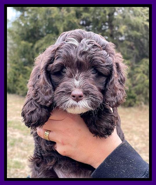 Willow Traveler pups 7 wks old 121