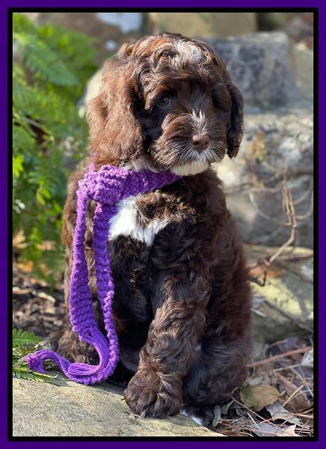 Willow Traveler pups 8 week old 51