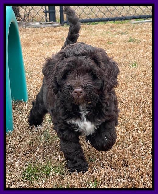 Willow Traveler pups 8 week old 61