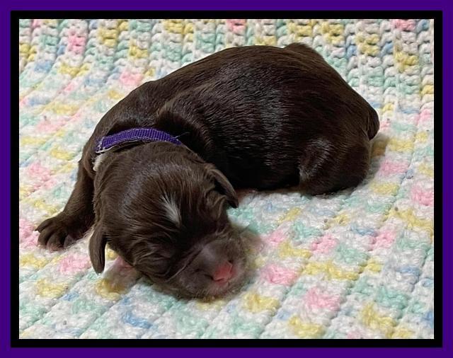 Willow Travler newborn 61