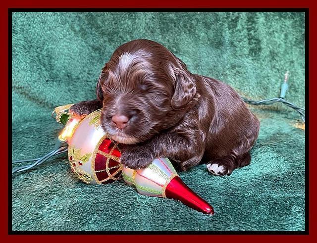 Willow Traveler pups 2 wks old 201
