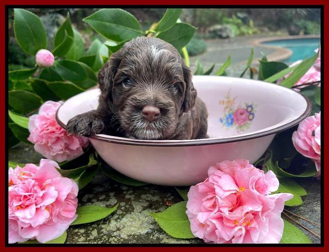 Willow Traveler pups 3 wks old 251