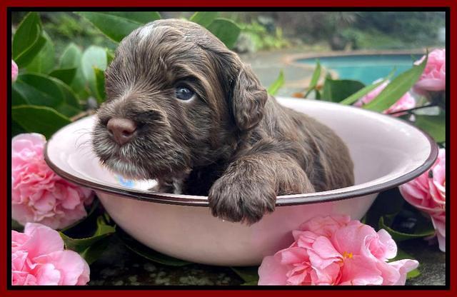 Willow Traveler pups 3 wks old 261