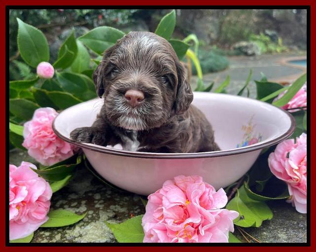 Willow Traveler pups 3 wks old 271