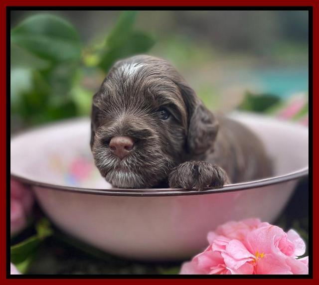 Willow Traveler pups 3 wks old 291